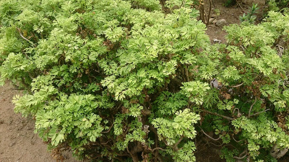 Follaje de Polyscias Elegans