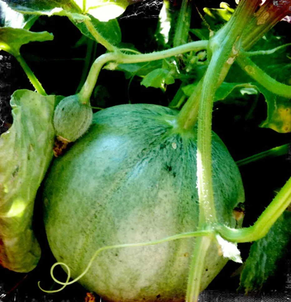 Cantaloupe melon