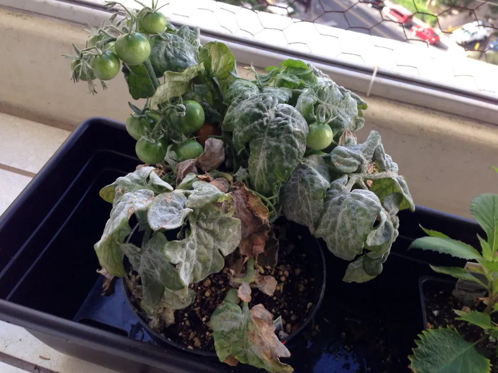 Tomato powdery mildew