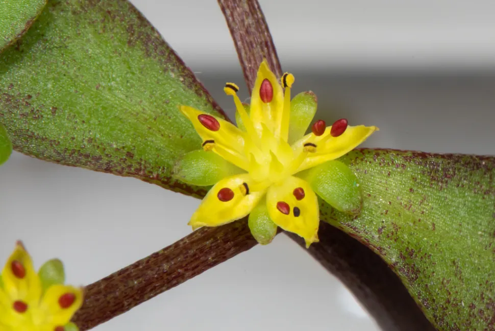 Sedum makinoi blomst