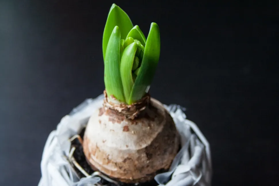 Bulbe Hyacinthus orientalis en pot