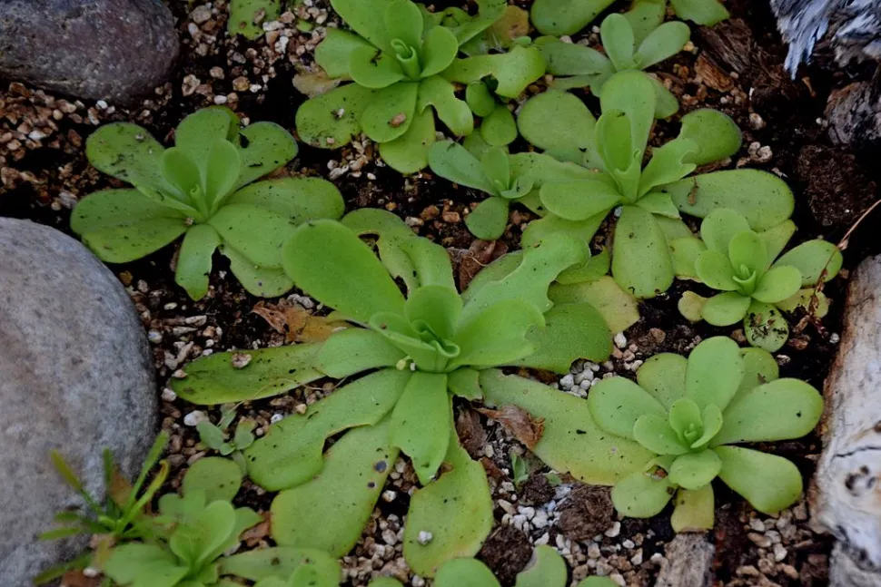 Vleesetende plant Pinguicula agnata