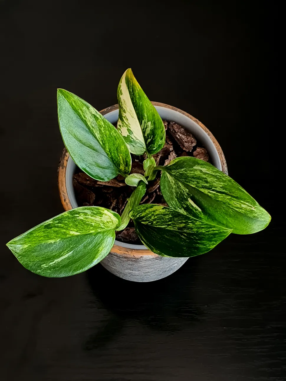 Monstera standleyana im Topf