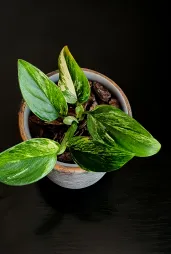 Monstera standleyana in een pot
