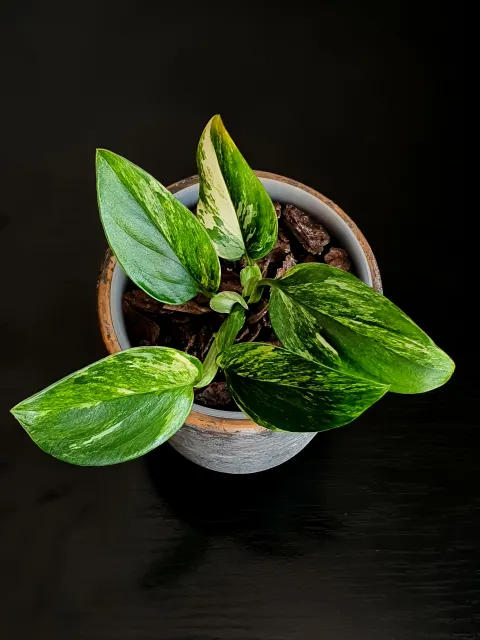 Monstera standleyana in pot