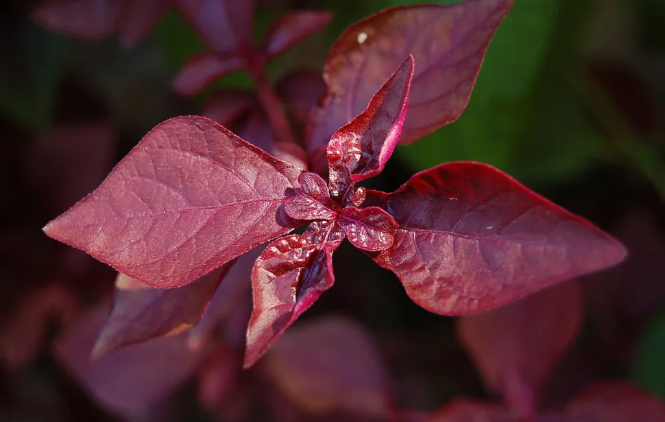 Røde blade af Iresine 'Purple Lady'
