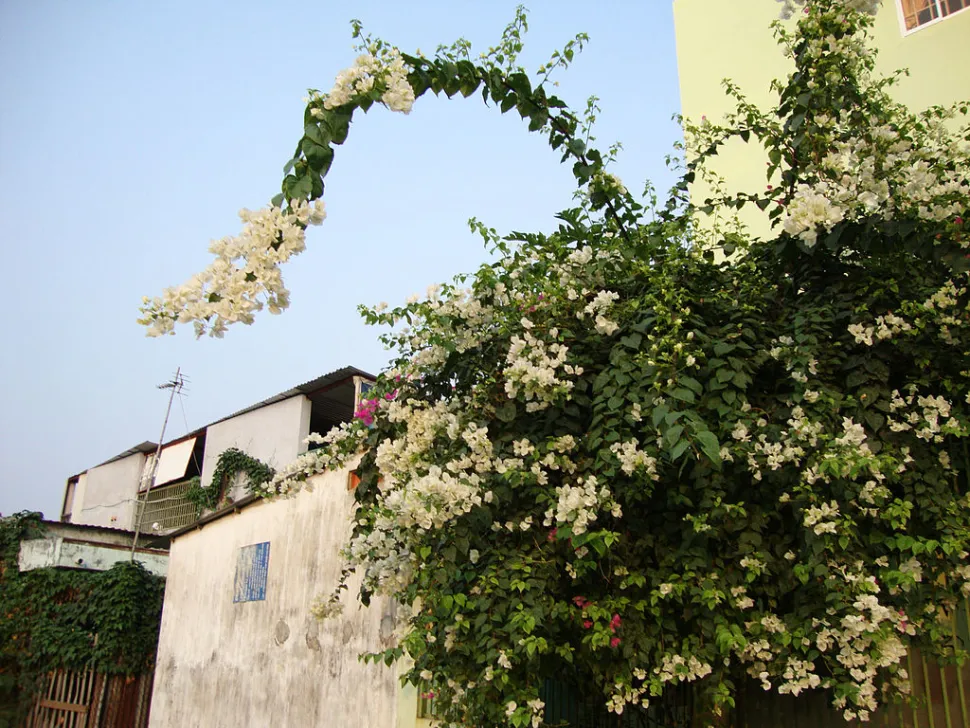 Buganvilla blanca