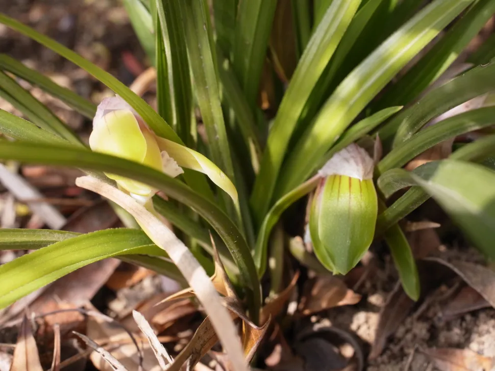 Flores jóvenes de Cymbidium (orquídea de barco)
