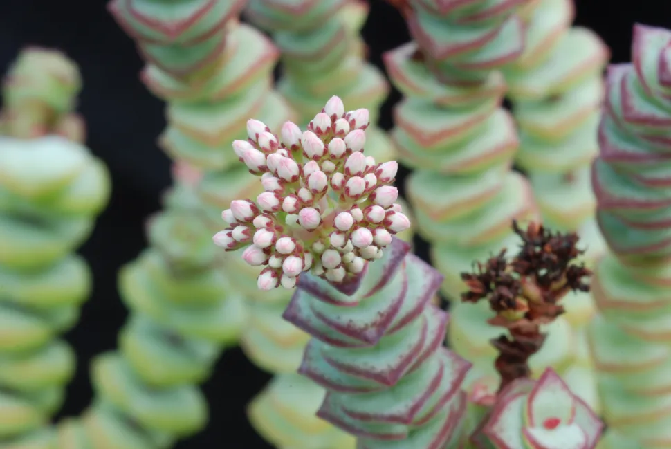 Blätter und Blüten von Crassula marnieriana