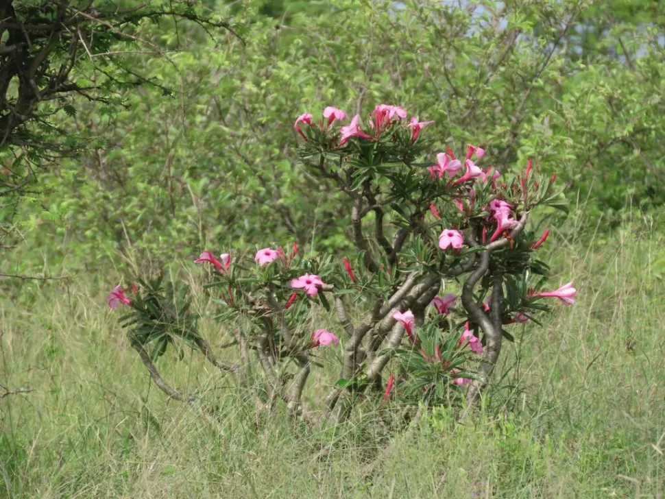 Adenium swazicum in de grond