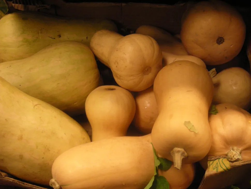 Butternut-Kürbis Waltham