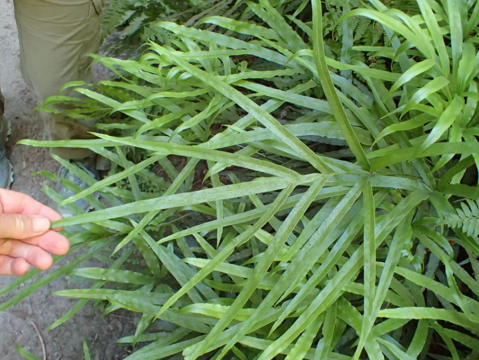 Zerschnittene Wedel von Pteris aus Kreta