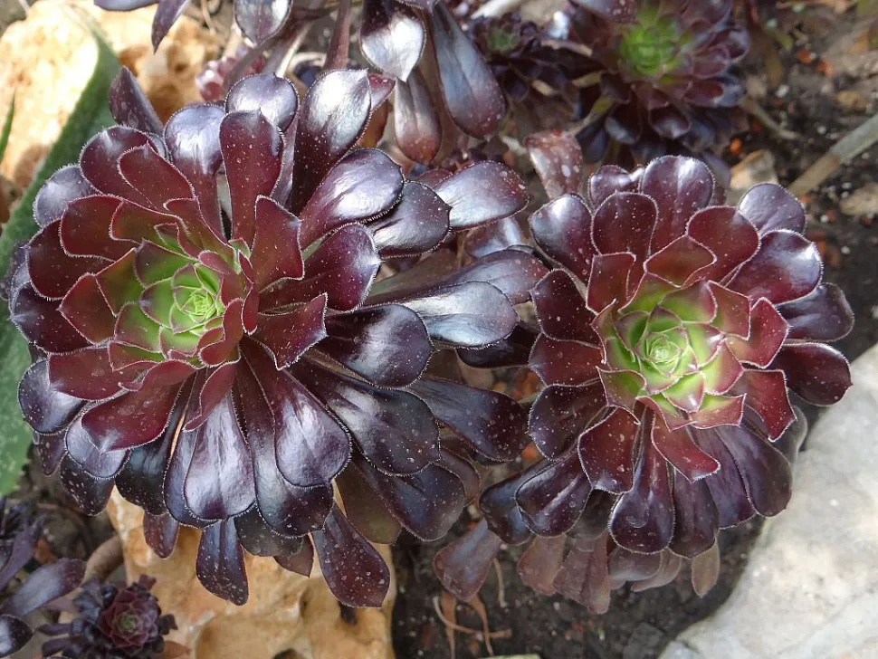 Paarse Aeonium atropurpureum