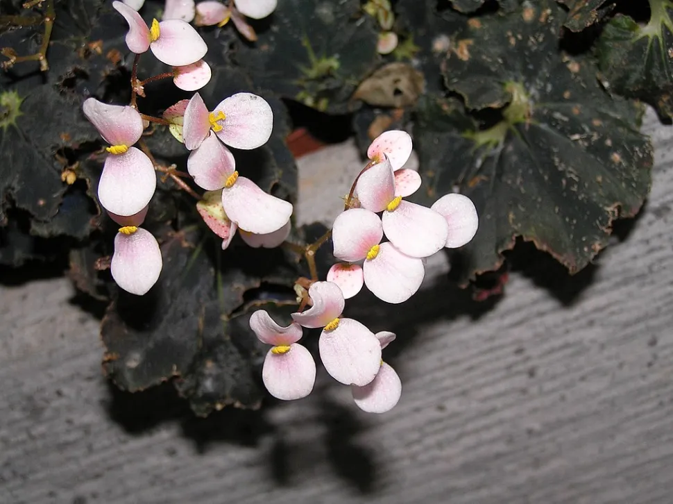 Rosa Blüten von Begonia rex