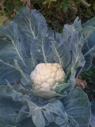 Blumenkohl Winter weiß