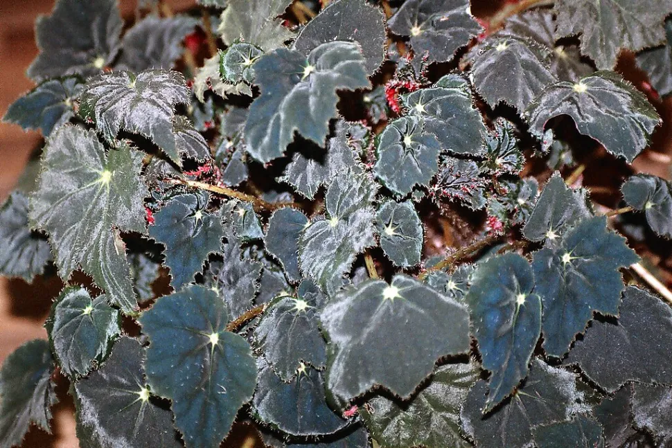 Laub Begonia bowerae