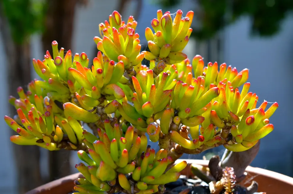 Solrødt løv Crassula Hobbit