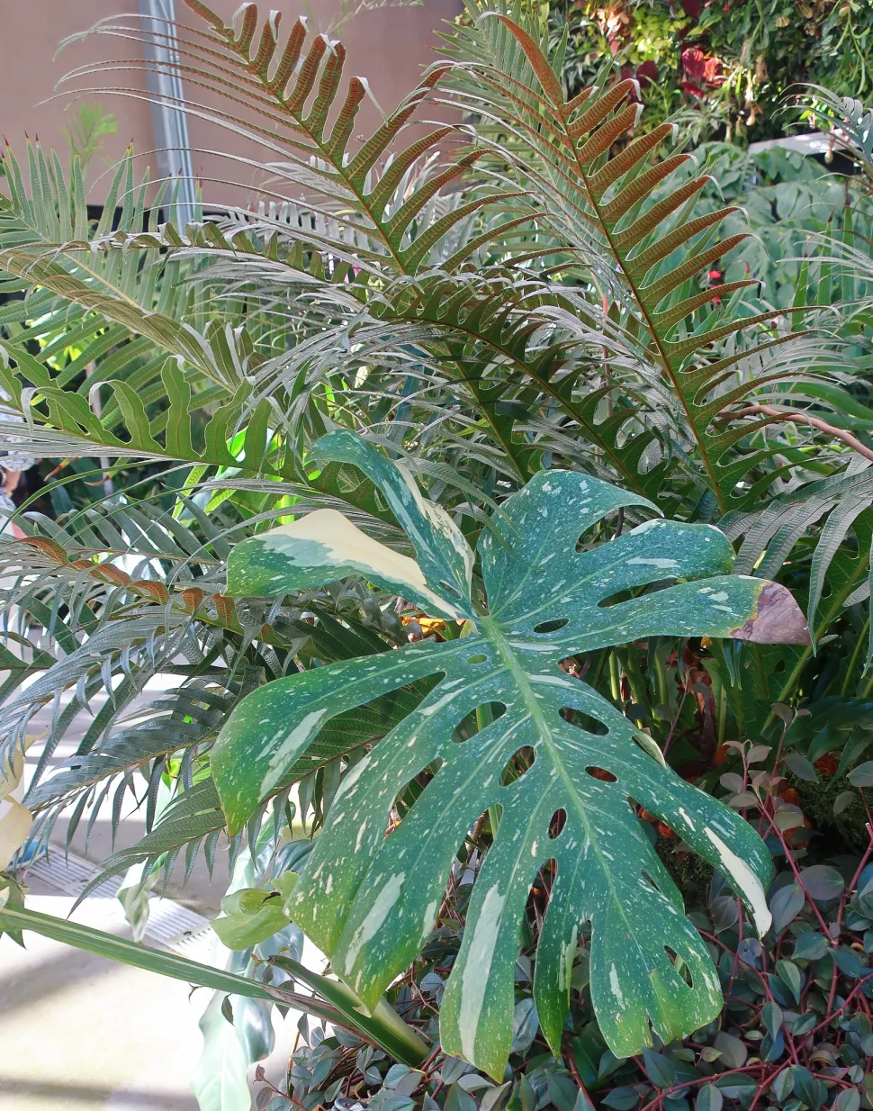 Gelb-weiße Monstera Thai-Konstellation