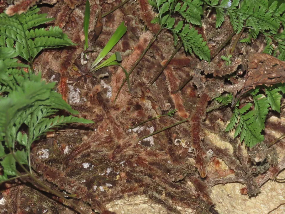 Rizomas de Davallia trichomanoides