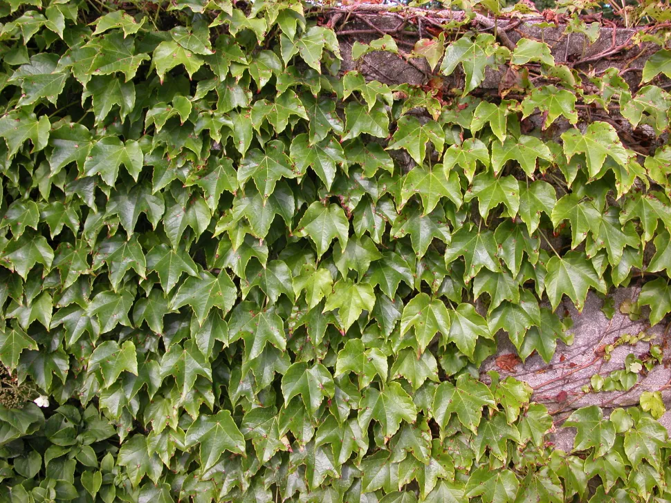 Edera rampicante