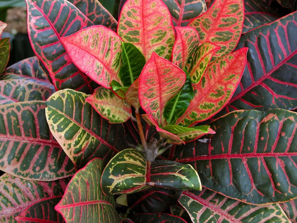 Croton-Blätter