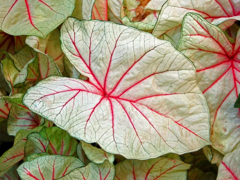 Witte bladeren roze nerven groene randen Caladium White Queen