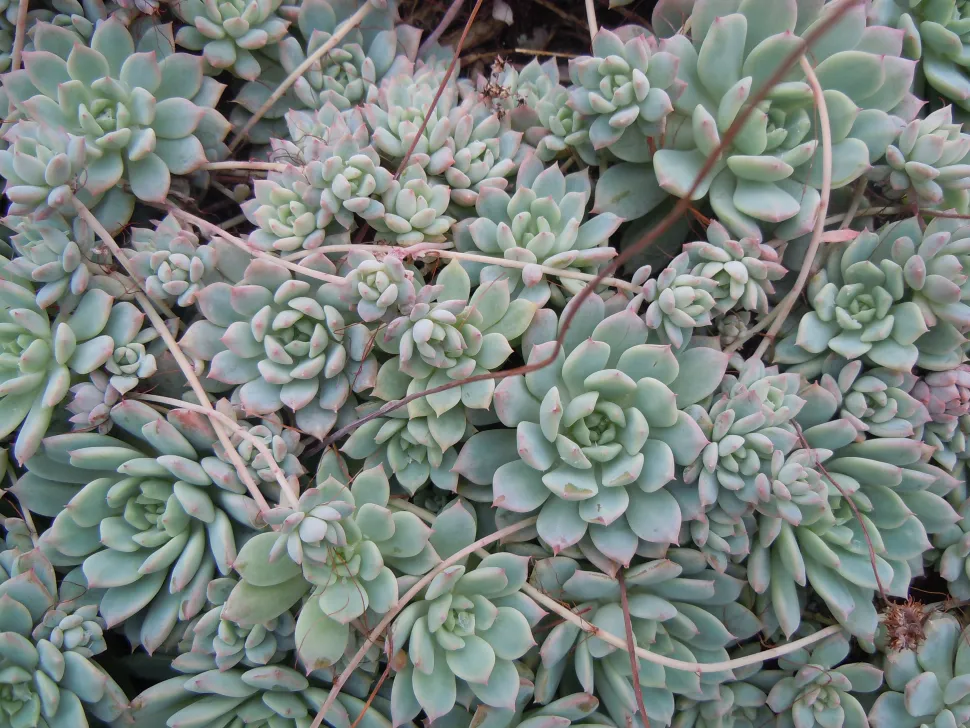 Fettige, grüne, wachsartige Pflanze mit langen Ausläufern Echeveria prolifica