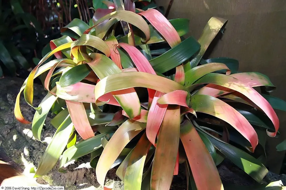 Guzmania sanguinea Cultivar