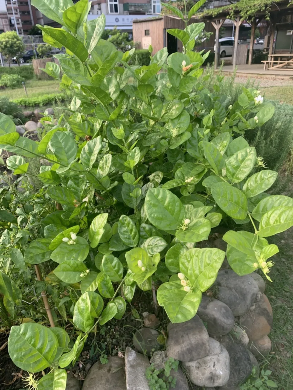 Jasminum sambac no solo