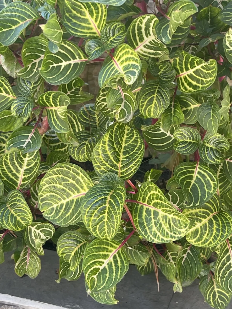 Irisblade 'Aureoreticulata'