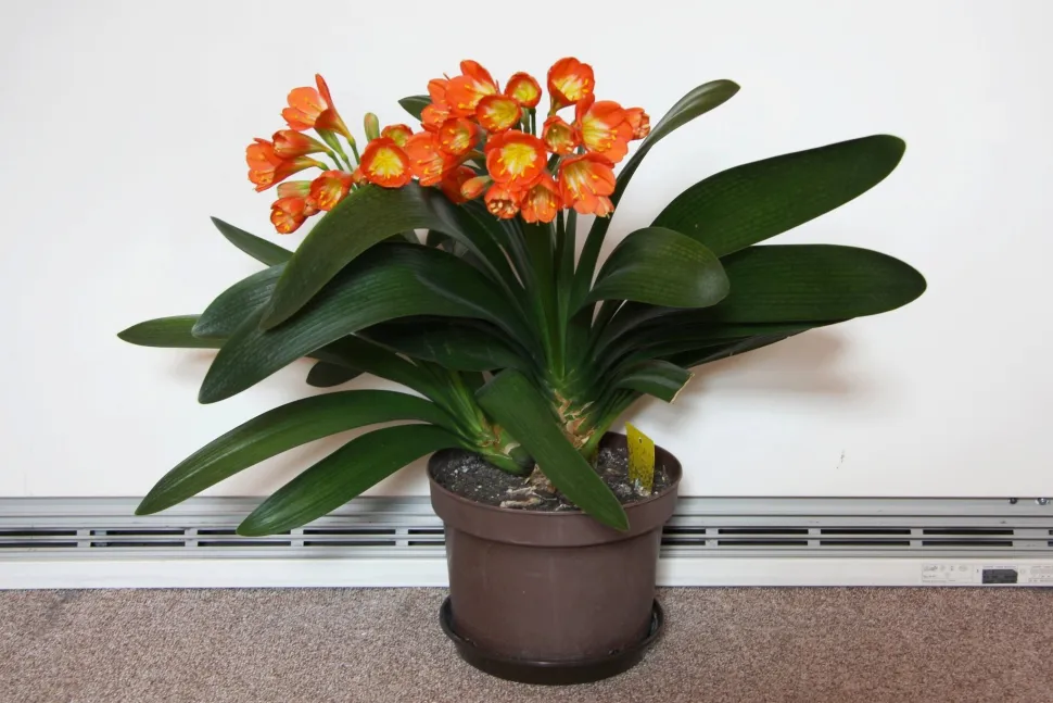 Clivia miniata yellow and orange flowers