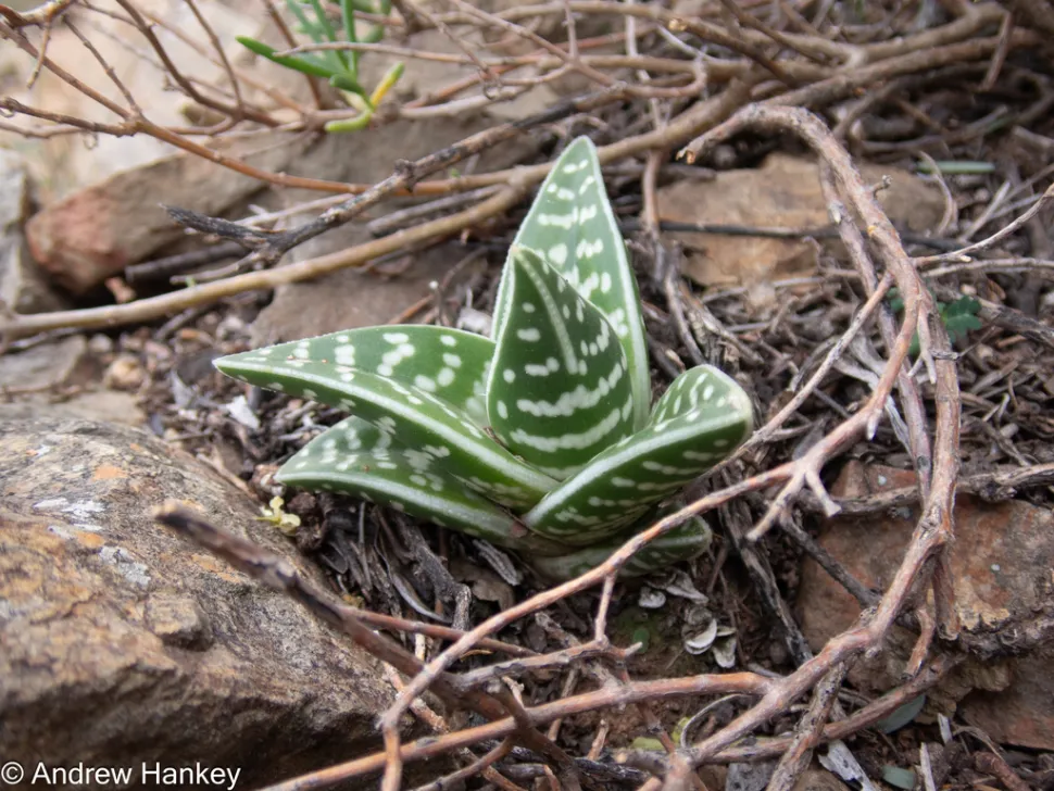 Aloe variegata i jorden