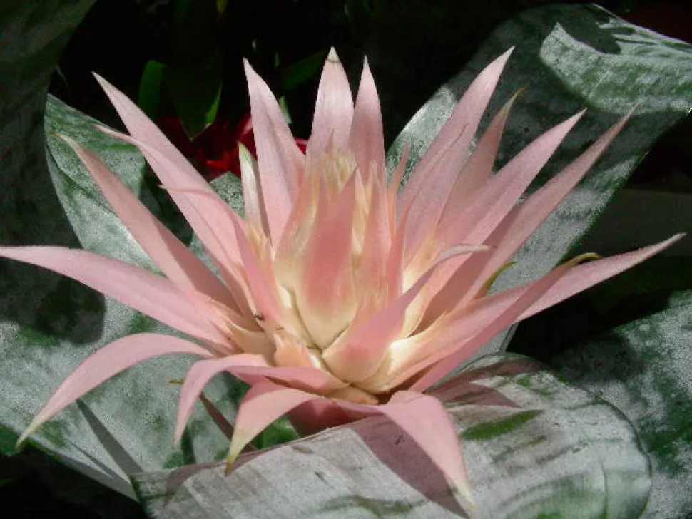 Blomsterstand Aechmea Primera