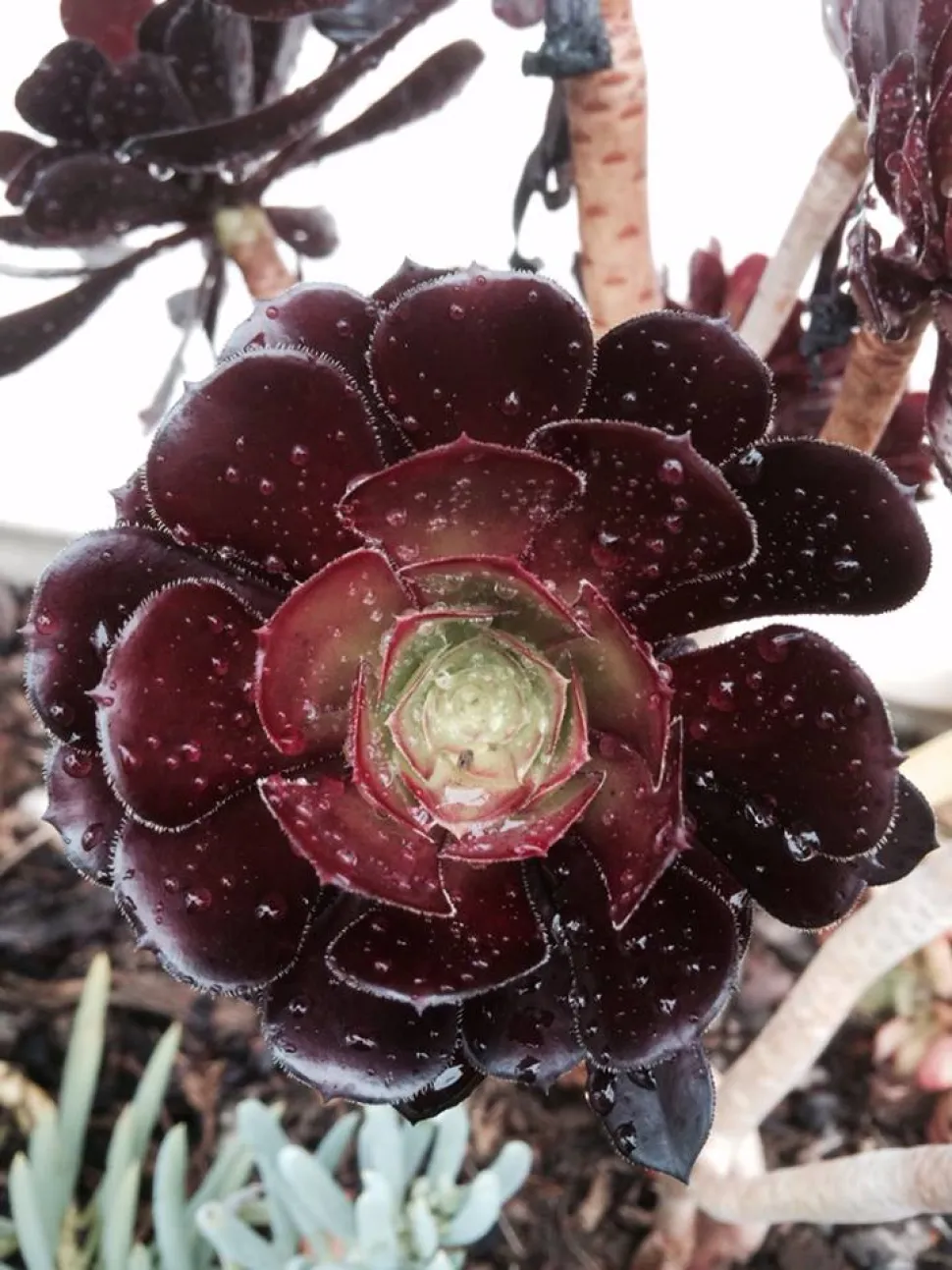 Rozet van Aeonium Zwartkop bladeren