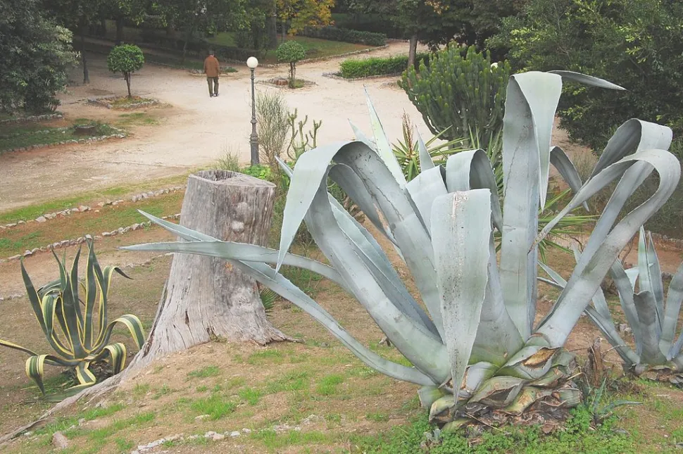 Agave americana no solo