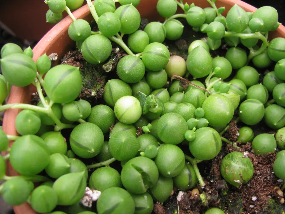 Palline rotonde foglie riserva d'acqua Curio rowleyanus