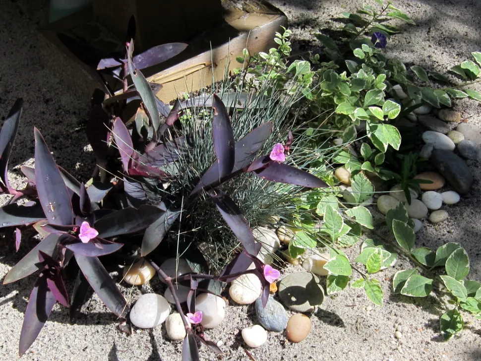 Tradescantia pallida nel terreno