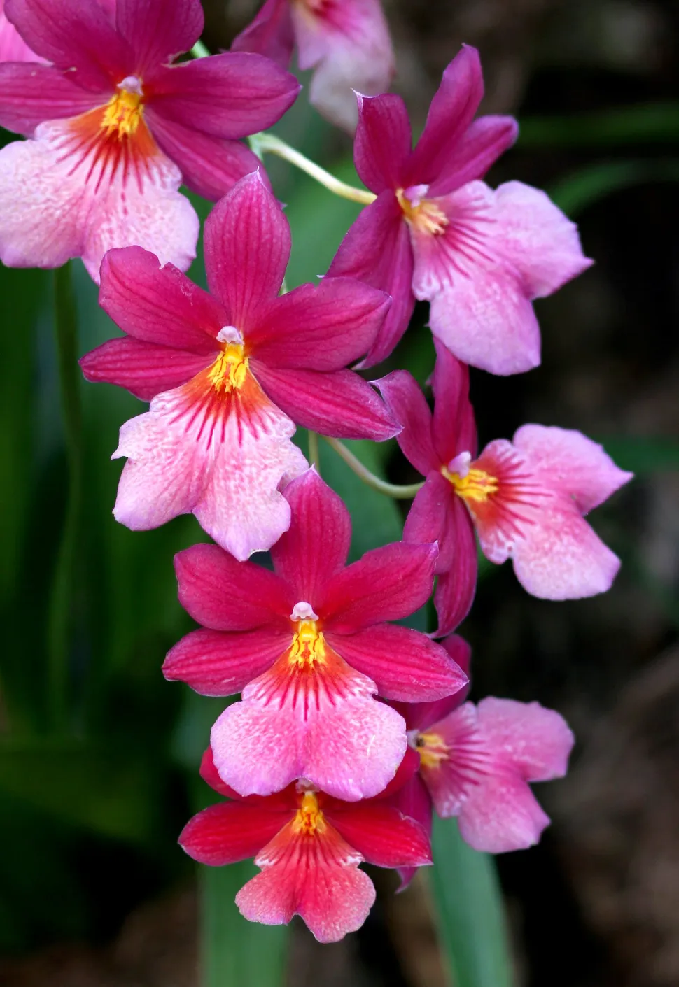 Orchidee Cambria Nelly Isler dunkelrosa