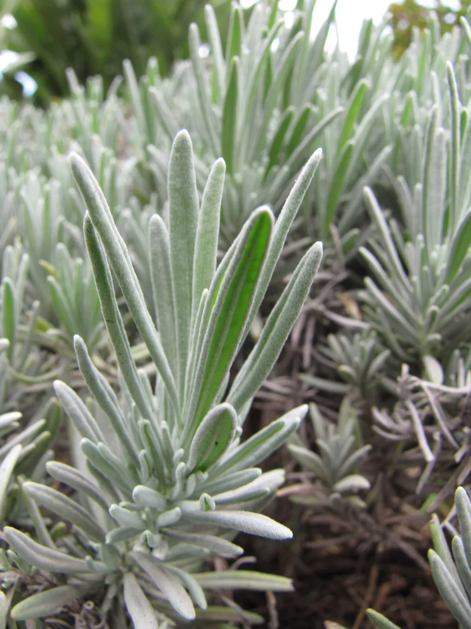 Folhas de lavanda