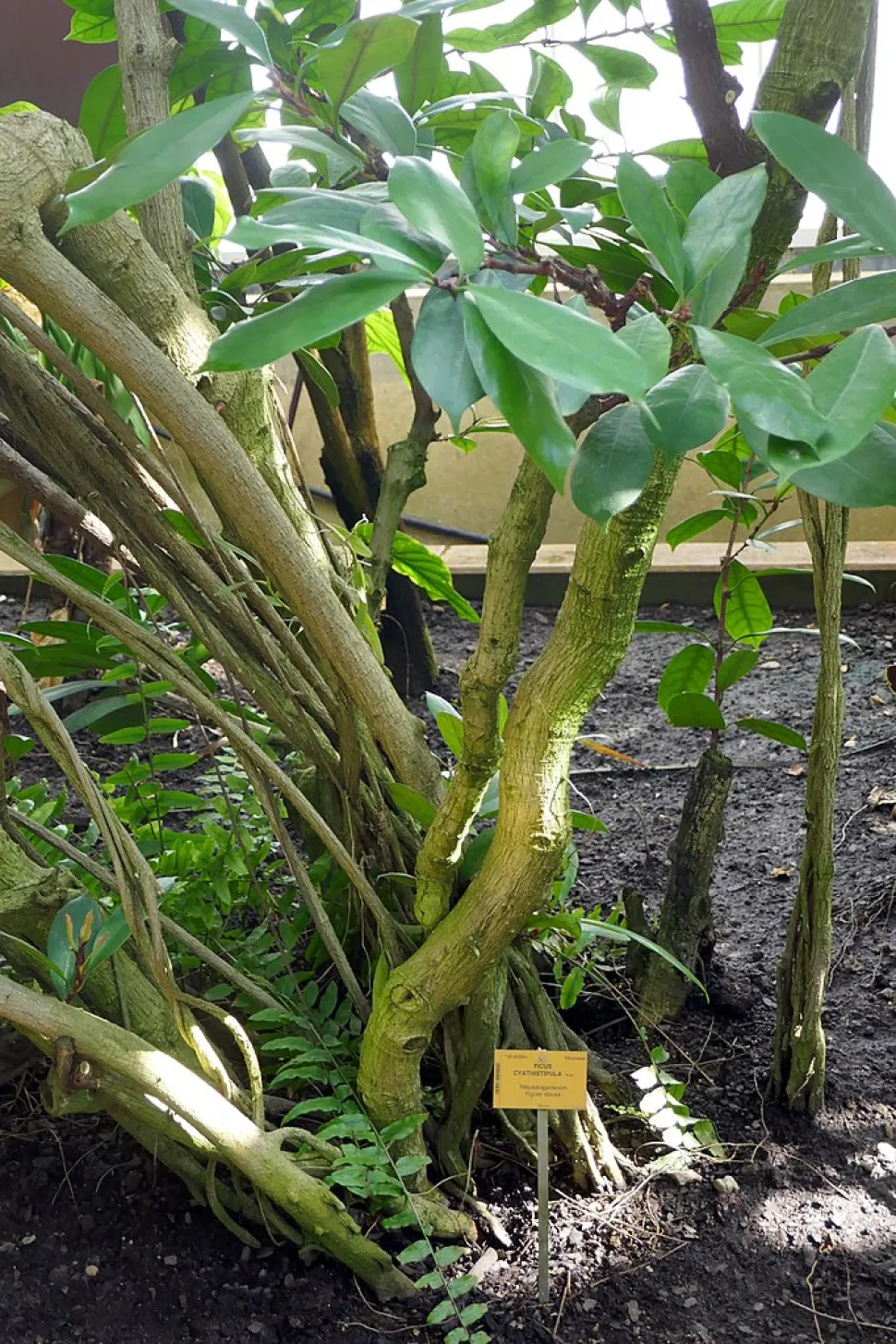 African fig tree trunk