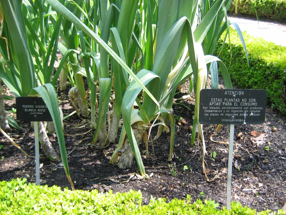 Puerro de verano en tierra
