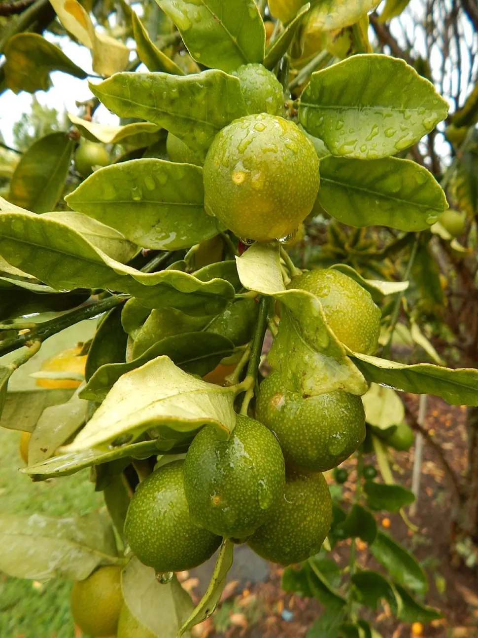 Grøn frugt og blade Kumquat Citrus japonica