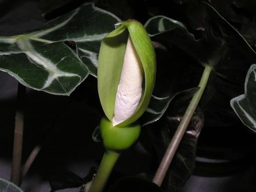 Flor de Alocasia amazonica 'Polly