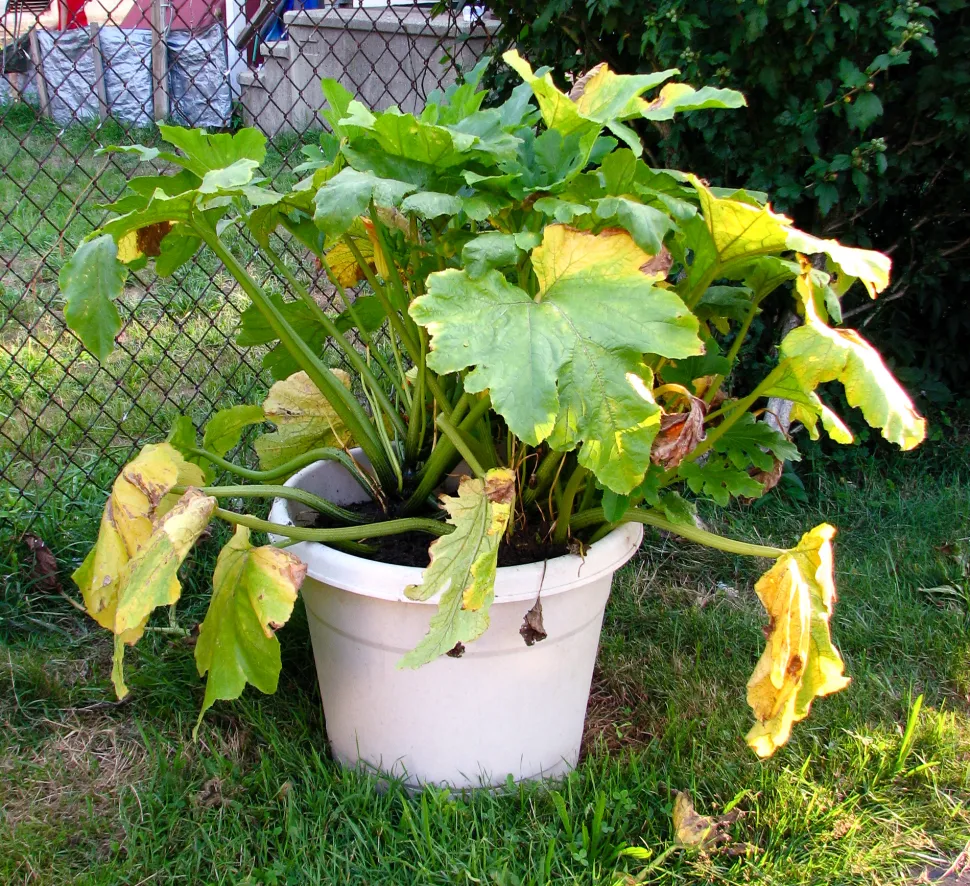 Una planta de calabacín atacada por pulgones