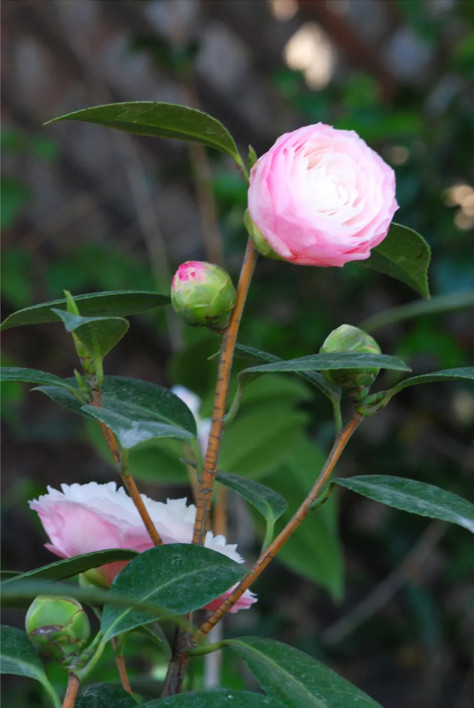Pioenbloem Camellia 'Nuccio's Pearl