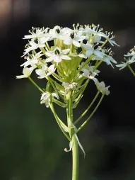 White flowers Ornithogalum saundersiae