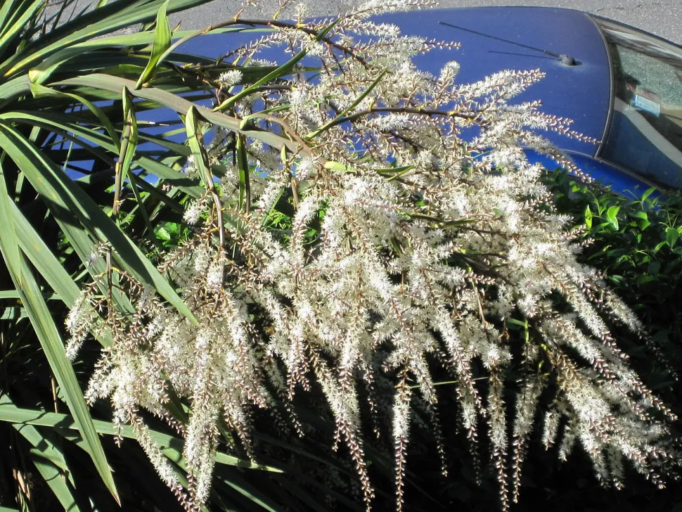 Cordyline australis en flor
