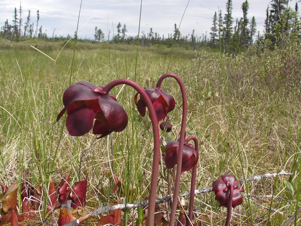 Flores rojas Sarracenia purpurea