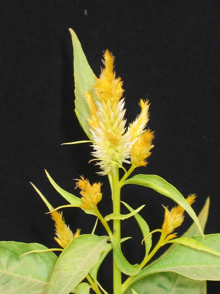 Celosia spicata giallo