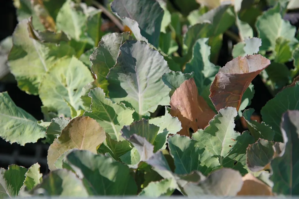 Spring cauliflower green leaves